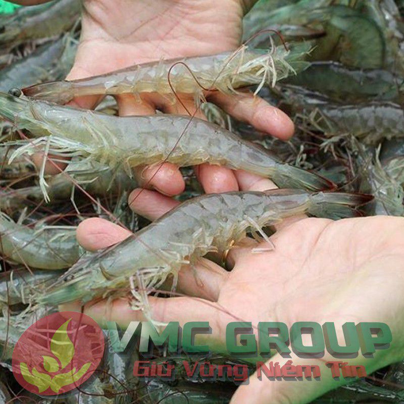 KỸ THUẬT NUÔI TÔM