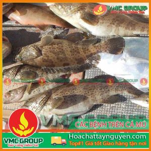 CÁC BỆNH THÔNG THƯỜNG Ở CÁ MÚ