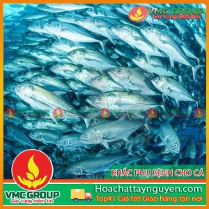 CÁC BỆNH THƯỜNG GẶP Ở CÁ