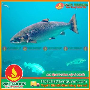 CÁC BỆNH THƯỜNG GẶP Ở CÁ HỒI