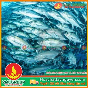 HƯỚNG DẪN CÁCH PHÒNG TRỊ MỘT SỐ BỆNH CHO CÁ LÚC GIAO MÙA