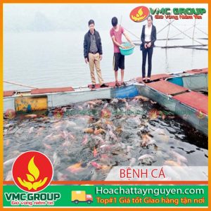 MỘT SỐ BỆNH THƯỜNG GẶP TRÊN CÁ NUÔI LỒNG ,BÈ TẠI MỘT SỐ TỈNH MIỀN BẮC VÀ BIỆN PHÁP PHÒNG ,TRỊ ( KỲ 2 )