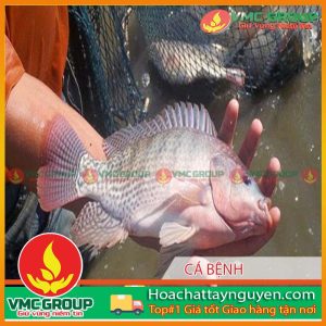 PHÒNG BỆNH CHO CÁ TRÒNG MÙA MƯA