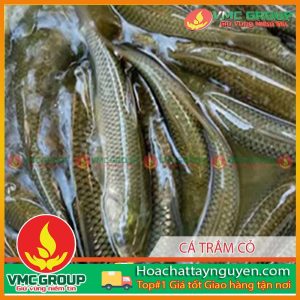 phong-tri-benh-ca-tram-co-hctn