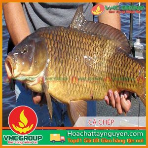 PHÒNG TRỊ BỆNH CHO CÁ CHÉP