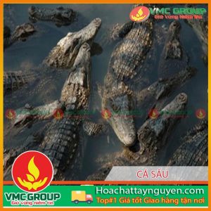 PHÒNG VÀ TRỊ BỆNH CHO CÁ SẤU