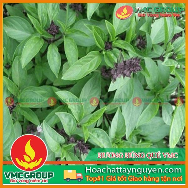 HƯƠNG HÚNG QUẾ VMC