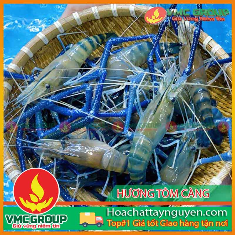 HƯƠNG TÔM CÀNG VMC HƯƠNG TÔM CÀNG VMC